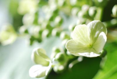 Прикрепленное изображение: res_DSC_0097.JPG